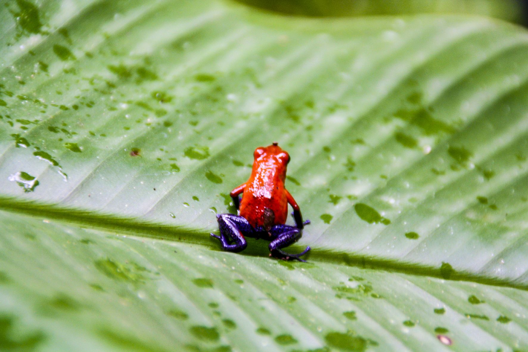 CoR_Nationalpark_Tortuguero_02_jra.jpg