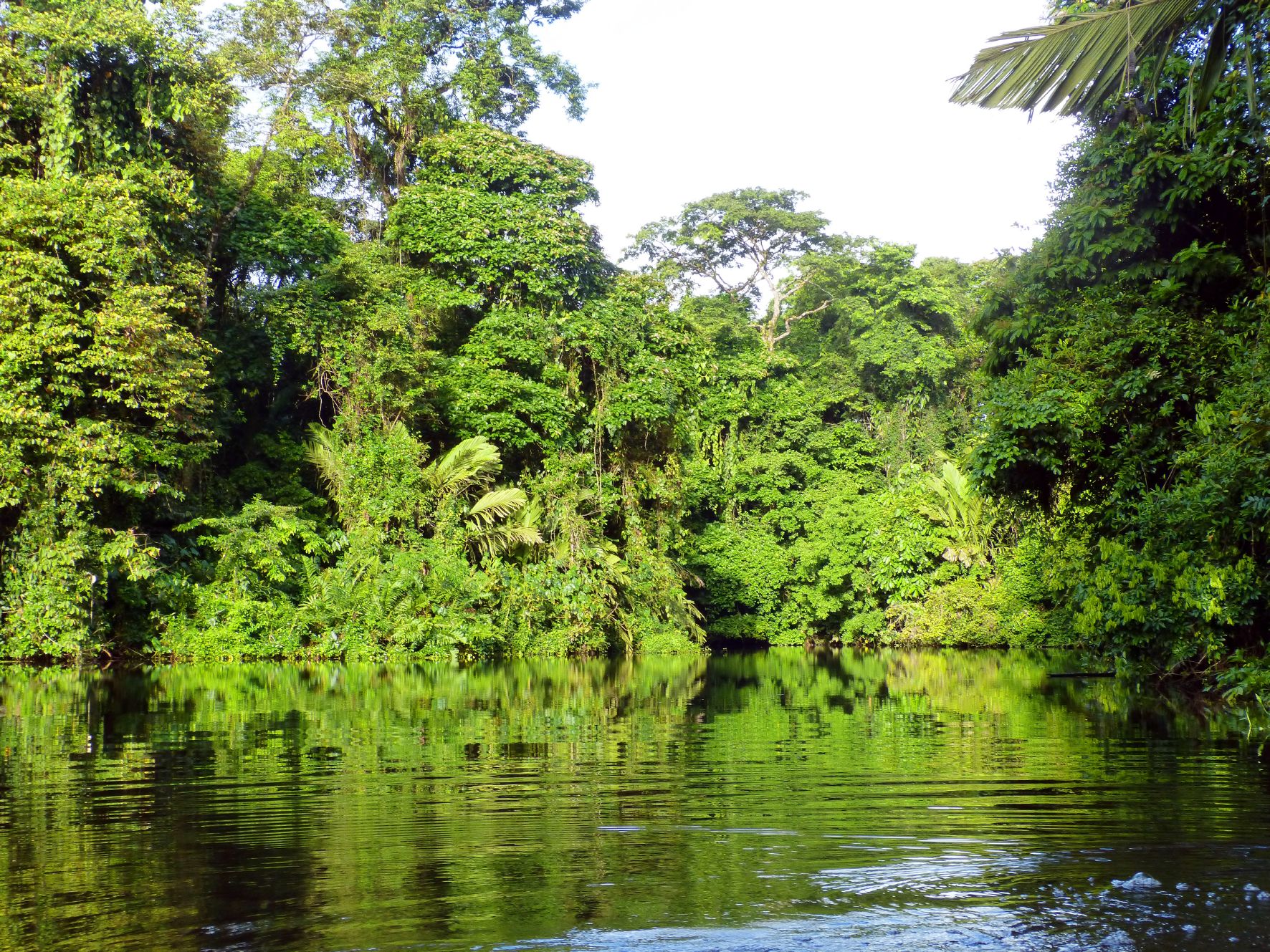 Von hier aus unternehmen wir am Nachmittag eine Wanderung in das Dorf Tortuguero.